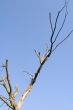 Fragment trees