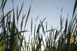 grass and sky