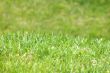 Green Grass makro