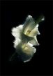 Gladiolus