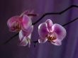 Orchid