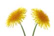 two dandelions