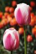 two red tulips