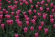 red tulips