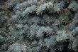 Pine branches background
