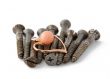 Iron screws with gold earring