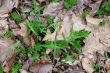 Foliage background with old leaves and grass