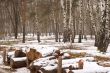 latewood