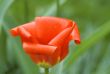 red tulip