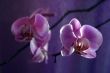 Orchid