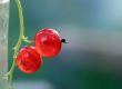 Red currant