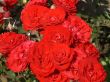 Rose bush