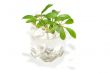 seedlings