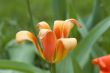 The tulip