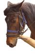 Thoroughbred