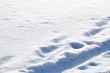 fresh snow