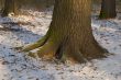 be deeply rooted
