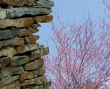 Wall and blossoming tree