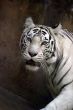 White tiger