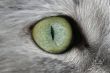 Eye of a cat