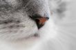 Nose of a cat
