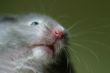 Hamster
