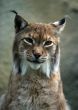 Portrait of a lynx