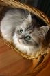 Cat in a basket