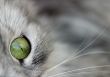 Eye of a cat