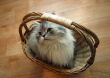 Cat in a basket