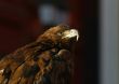  Portrait of an eagle