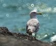 seagull