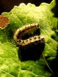 Caterpillar