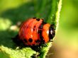 Caterpillar