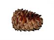 coniferous