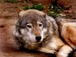 The wolf
