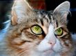 cats, eyes