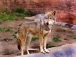 The wolf