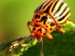The bug
