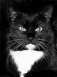 Black cat