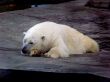 Polar bear