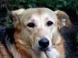 dog, retriever