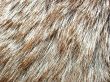 the fur