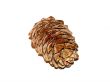 coniferous