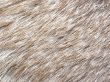 ??? fur