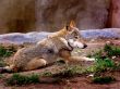 The wolf