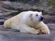 Polar bear