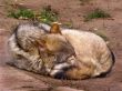 The wolf