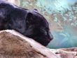 The black panther