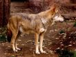 The wolf